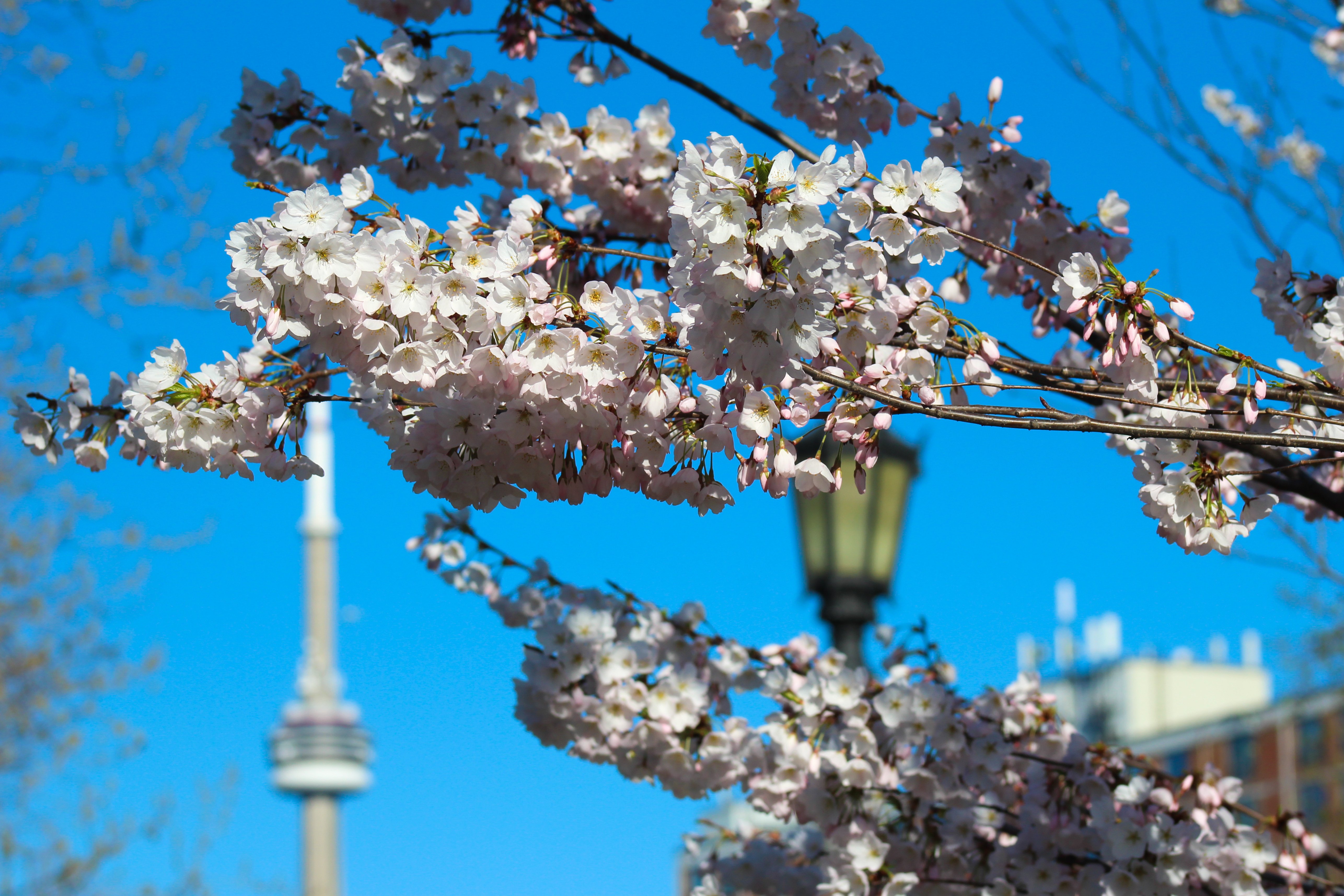 toronto cherry blossoms