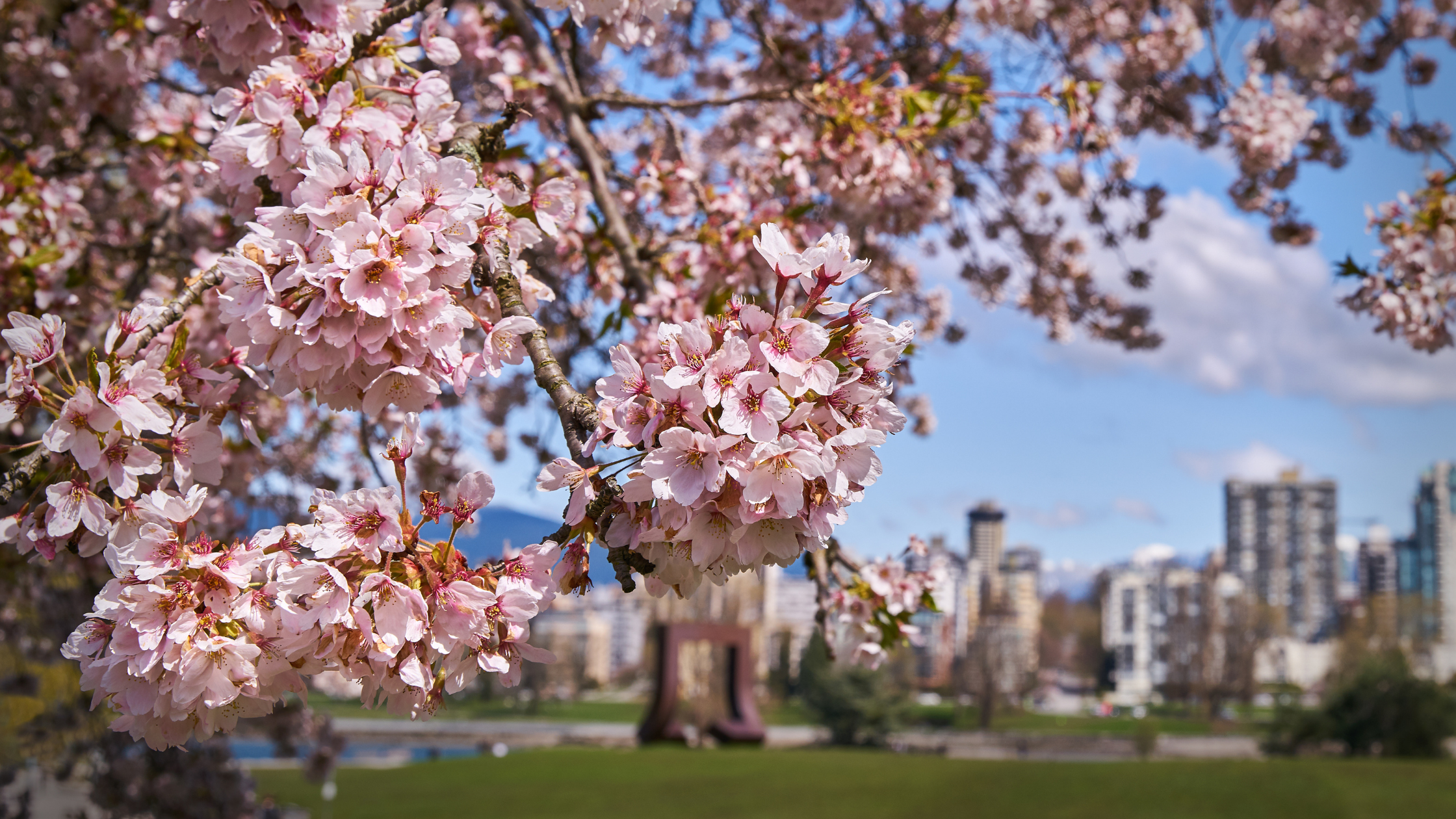 Cherry Blossom Trees from Coast to Coast