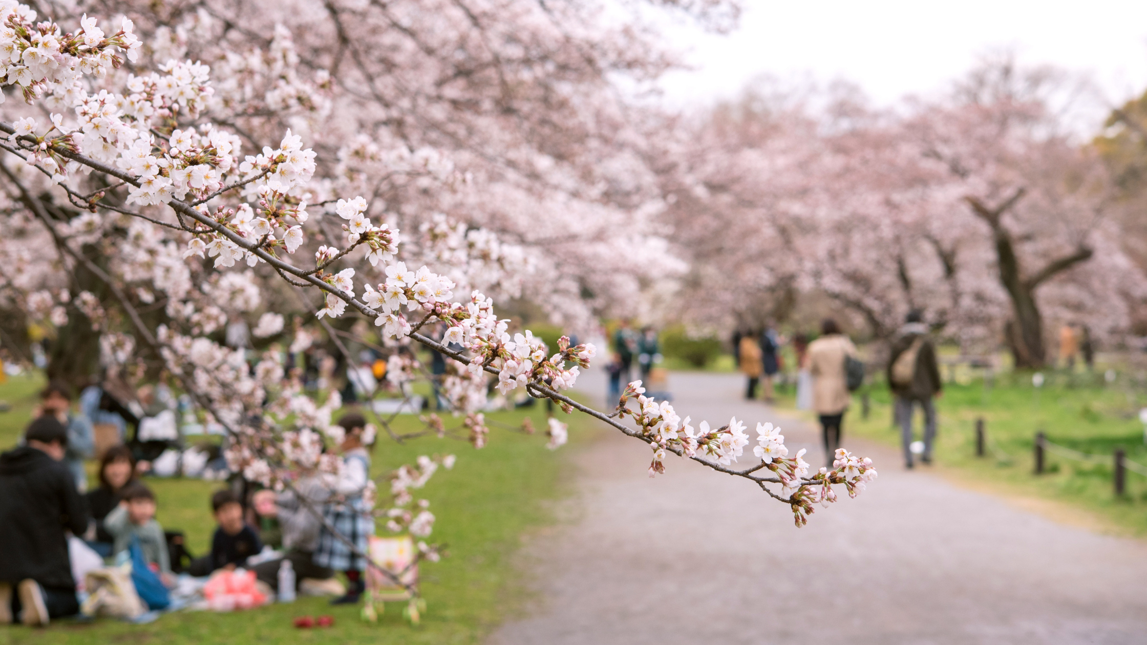 10 Fast Facts About Cherry Blossom Trees