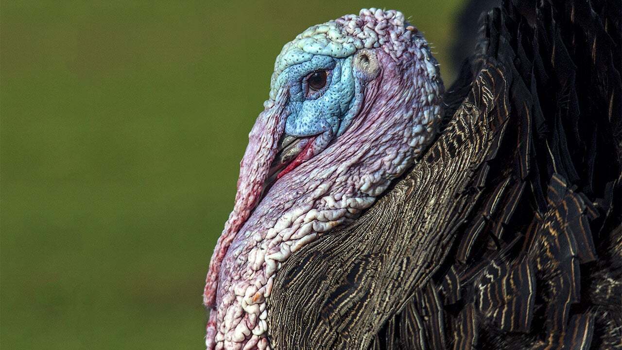 5 Useful Classroom Resources for Thanksgiving featured image