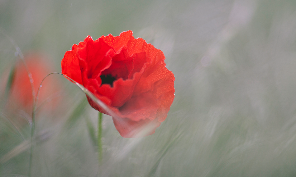 5 Remembrance Day Resources for the Classroom